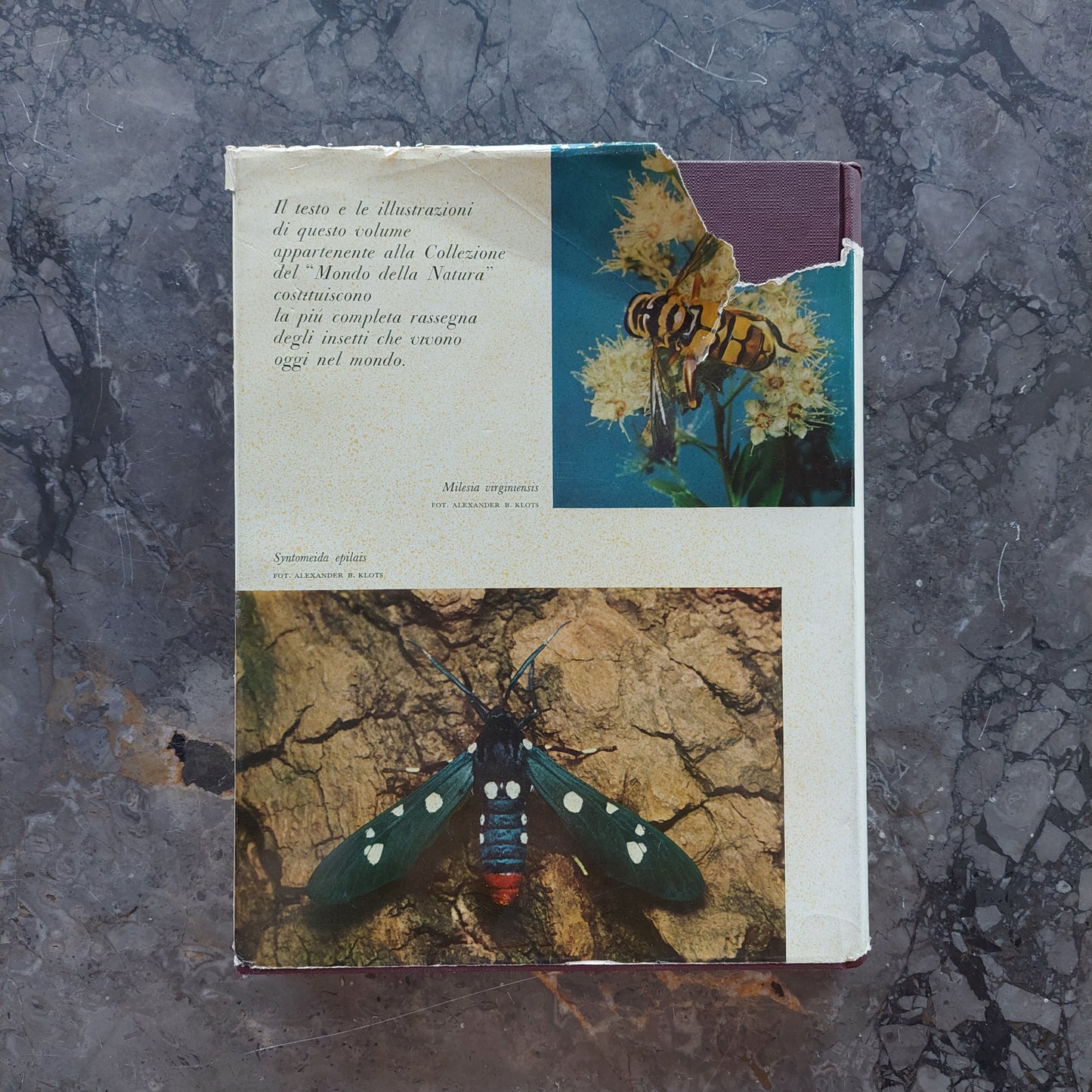 L/il Libro Degli Insetti