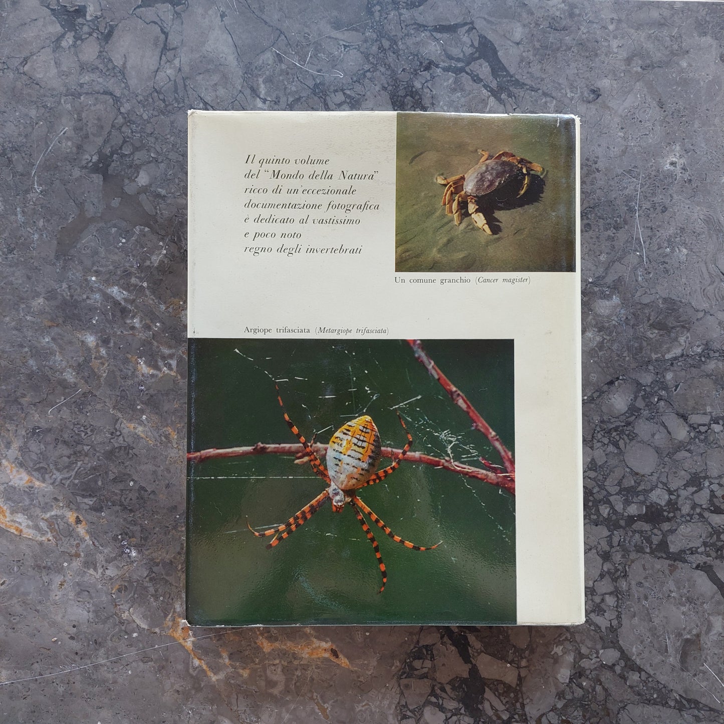 L/il Libro Degli Invertebrati