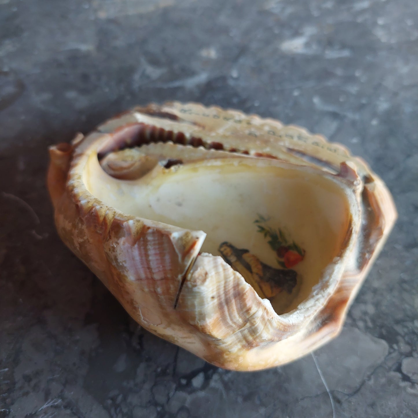 Conchiglia Ricordo Di Pompei Primi '900