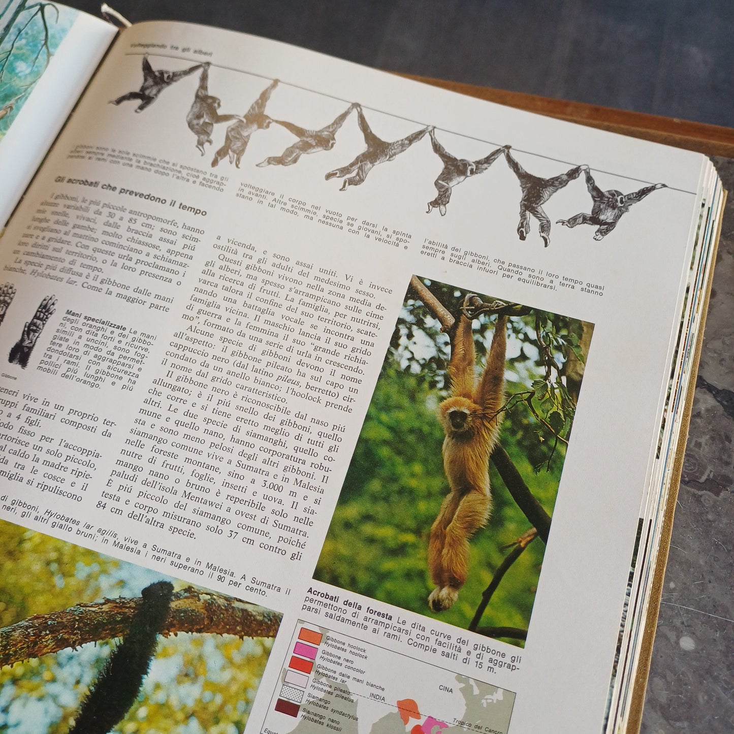 L/il Grande Libro Degli Animali