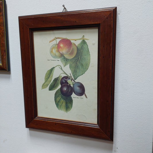 Quadretto Stampa Botanica Vintage Cm23,5x29,5