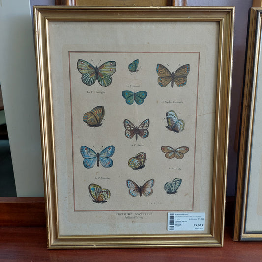 Q/stampa Antica Zoologica Farfalle Cm33,5x44