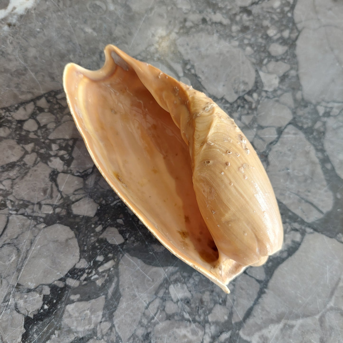 Conchiglia Da Collezione Cymbium Cm13