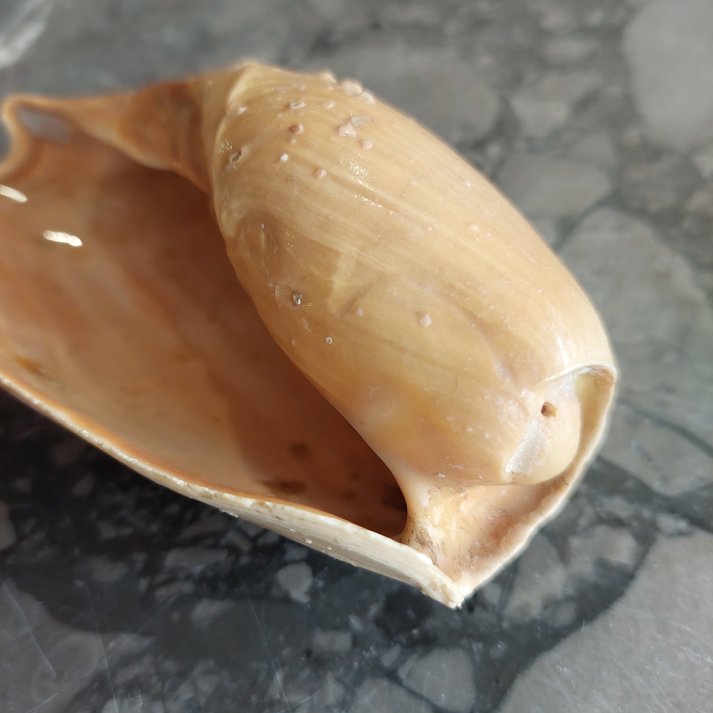 Conchiglia Da Collezione Cymbium Cm13