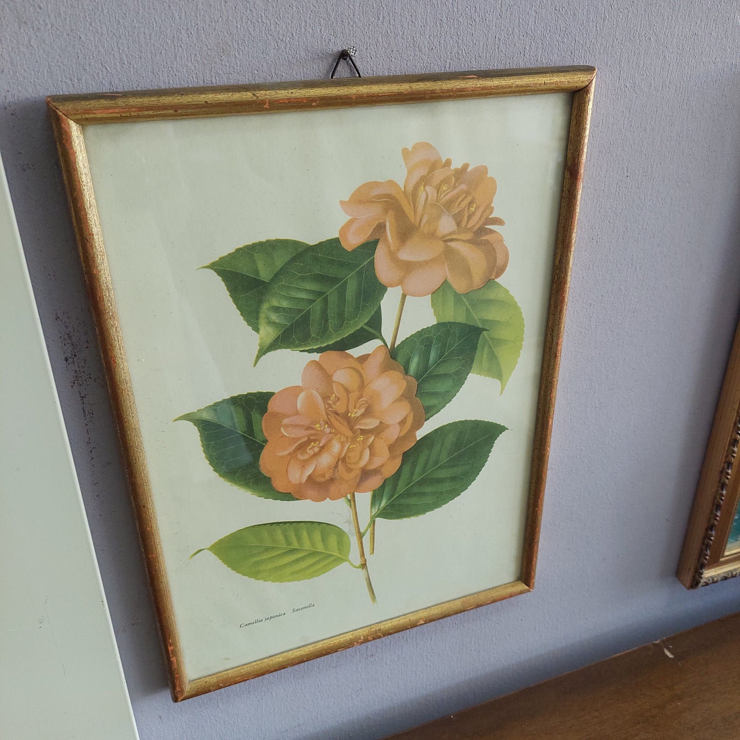 Quadretto Stampa Camelia Japonica Satanella Cm22x30