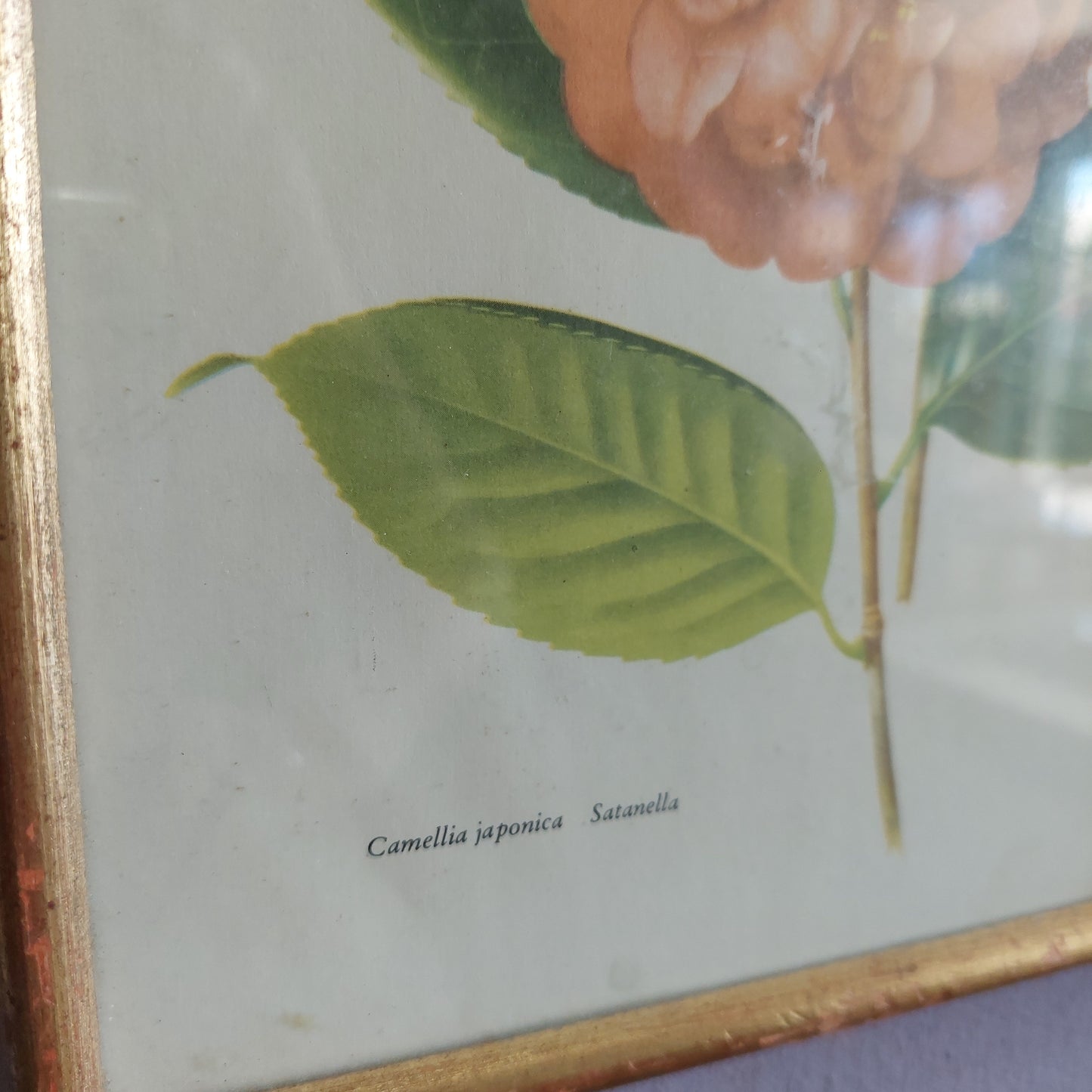 Quadretto Stampa Camelia Japonica Satanella Cm22x30