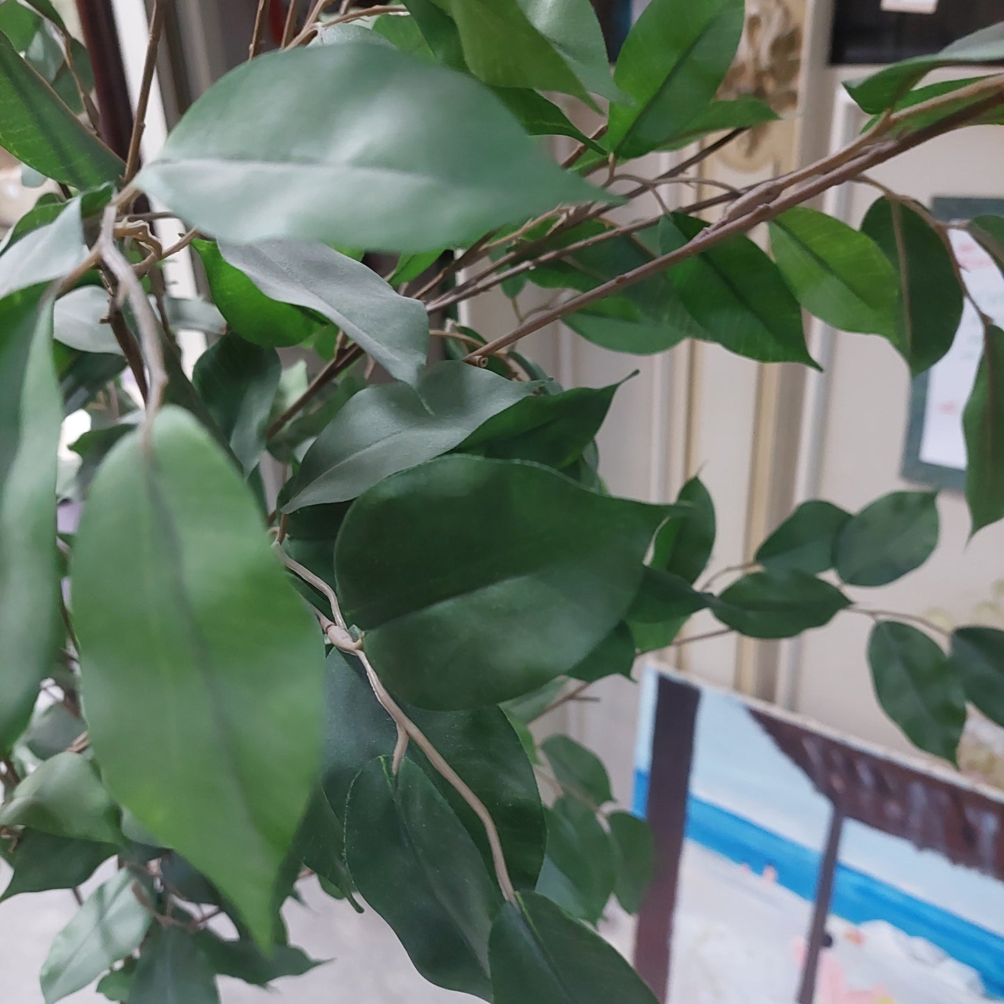 Pianta Finta Ficus Benjamin Cm170h
