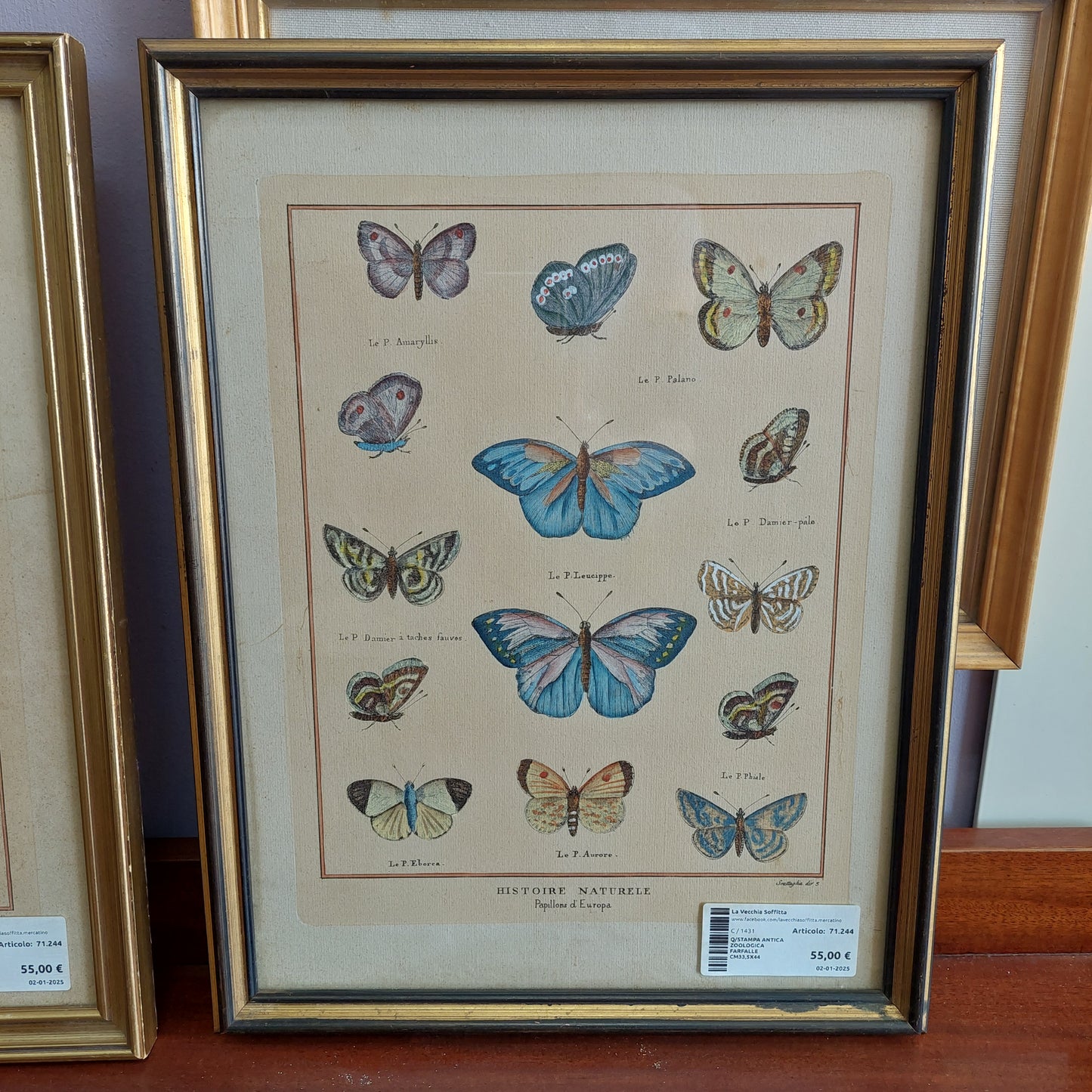 Q/stampa Antica Zoologica Farfalle Cm33,5x44