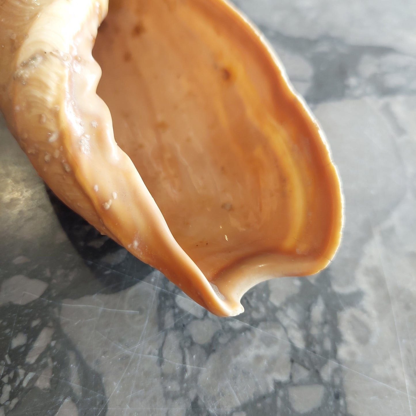 Conchiglia Da Collezione Cymbium Cm13