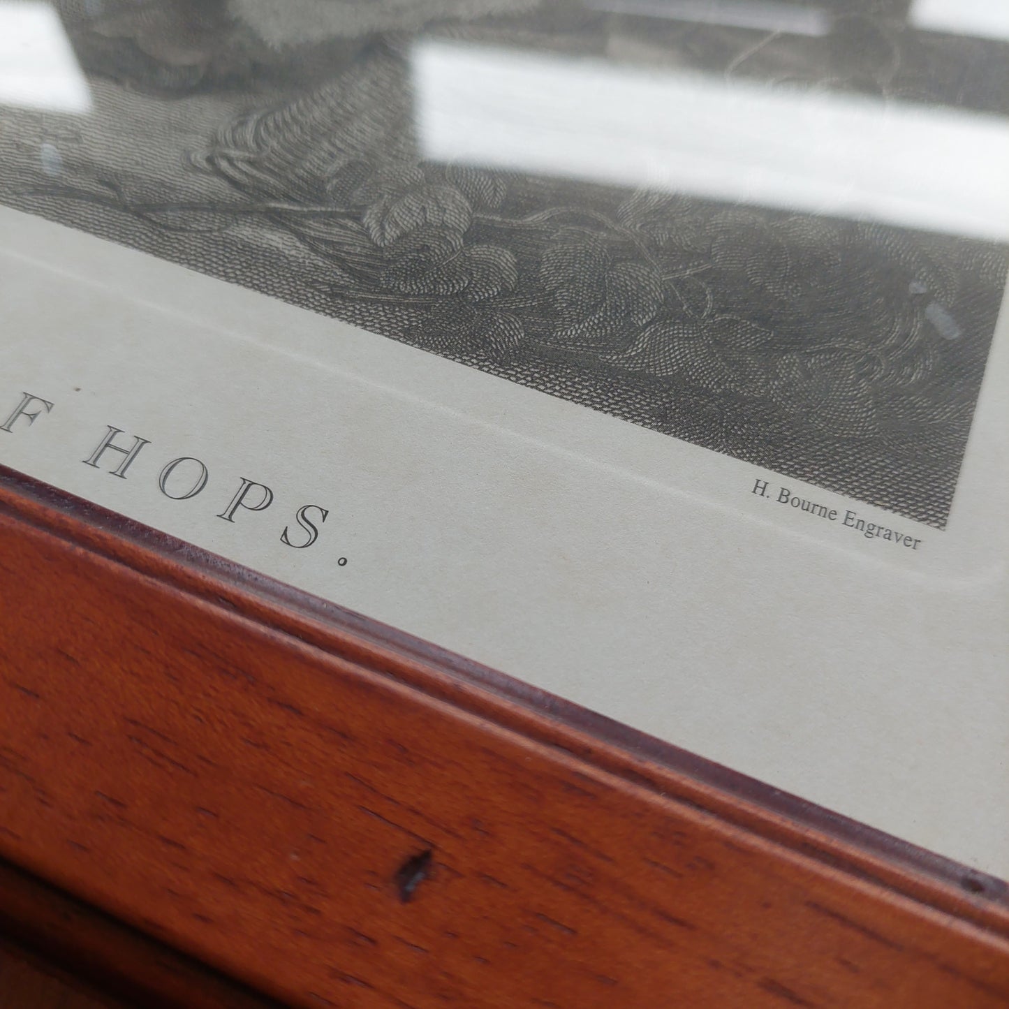 Quadro Stampa Antica "the Crowns Of Hops"