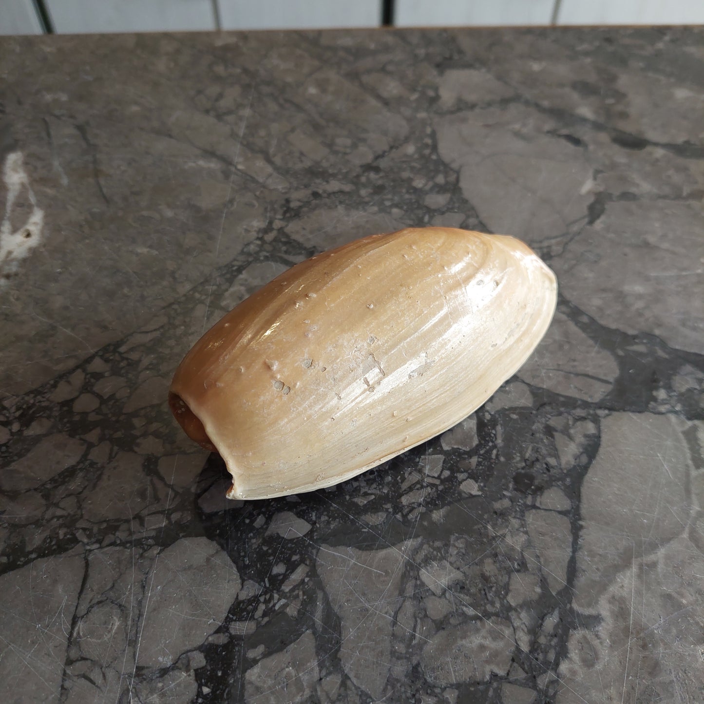Conchiglia Da Collezione Cymbium Cm13