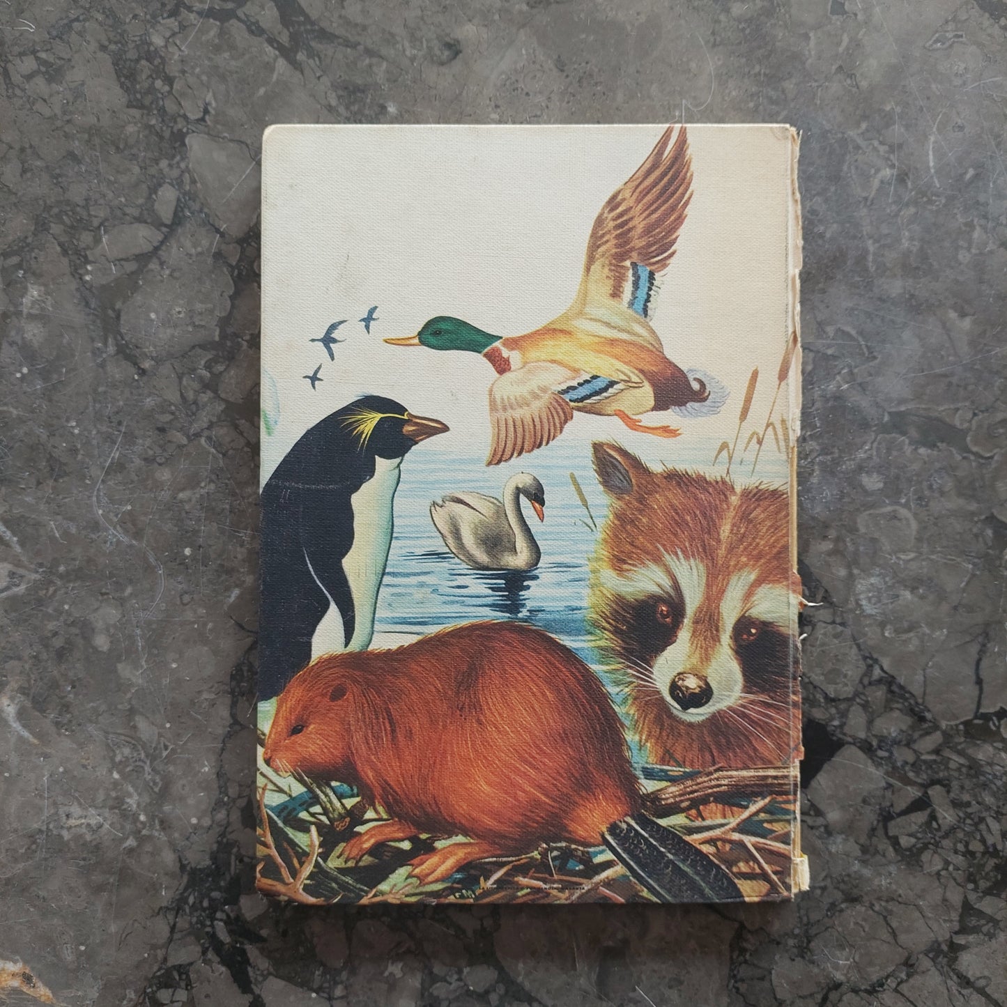 Zoo - Nell'acqua (cartonato Vintage)