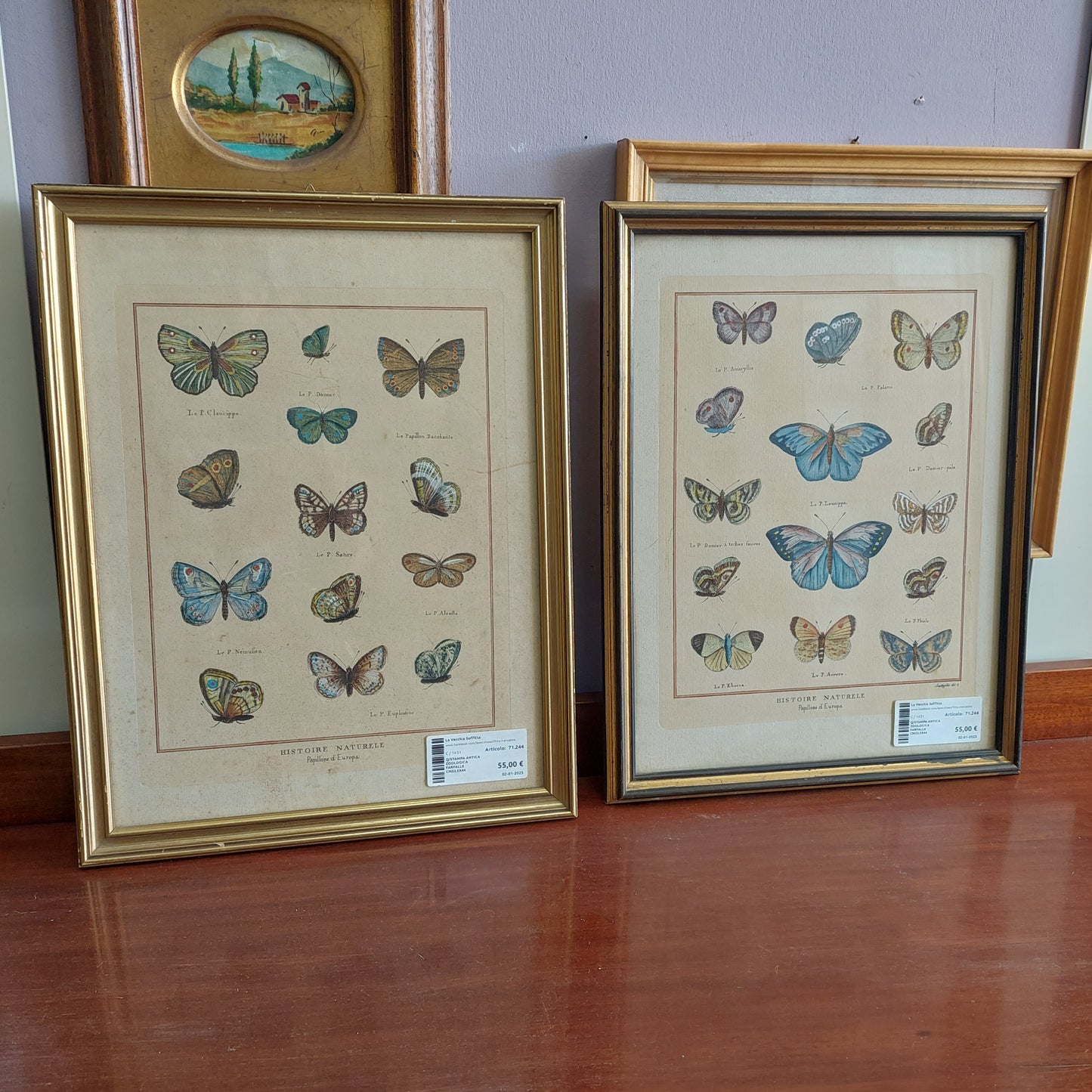 Q/stampa Antica Zoologica Farfalle Cm33,5x44