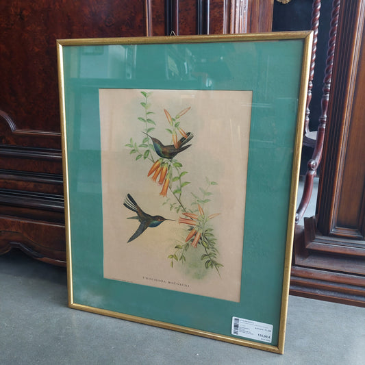 Q/litografia Uccelli Hullmandel & Walton Cm44,5x54,5