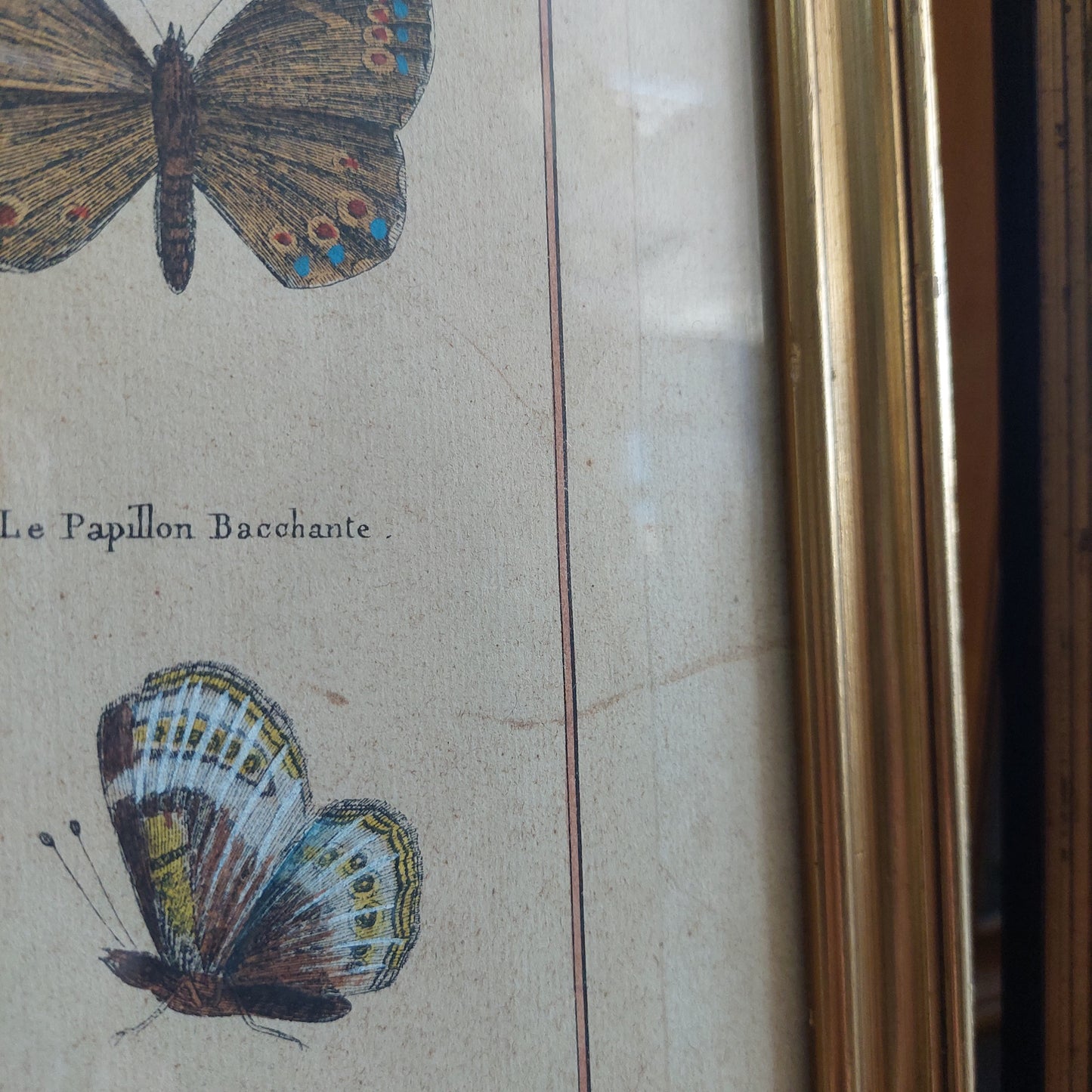 Q/stampa Antica Zoologica Farfalle Cm33,5x44